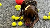 Rex, el perro detector de explosivos que se robó el corazón de miles con su jubilación en el Aeropuerto de Milwaukee