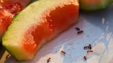 Woman shares how to kill ants in your kitchen using 3-ingredient homemade solution