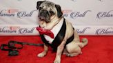 Doug the Pug Introduces New Little Sister Rescue Dog ‘Dory’