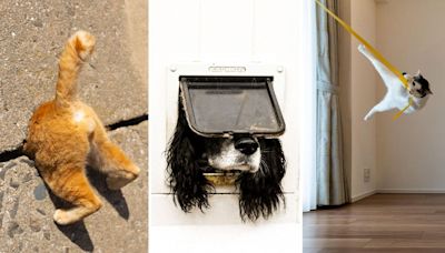 Premios Comedy Pet Photo 2024: Estas son las fotos ganadoras