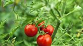 How to Grow Tomatoes for a Bountiful Harvest All Summer Long