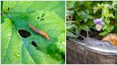 12 plants slugs won't eat