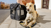 U.S. sets new rules for dogs entering from overseas