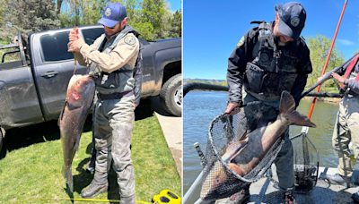 Colorado angler helps authorities crack down on gigantic invasive fish: 'Highly unusual'