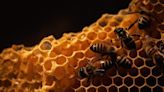 Inscrições abertas para curso de criação de abelhas-sem-ferrão em Vitória