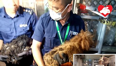 油麻地廟街發生懷疑虐待動物案 骯髒狹小單位內救出約四十貓狗 - 香港動物報 Hong Kong Animal Post