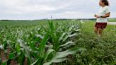 After last year's drought, farmers finally have rain. Maybe a little too much