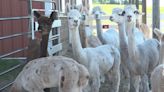 Red Truck Alpaca Farm open to visitors on weekends and by appointment