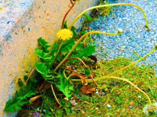 Quickly remove gravel weeds by turning vinegar into an ‘effective weed killer'