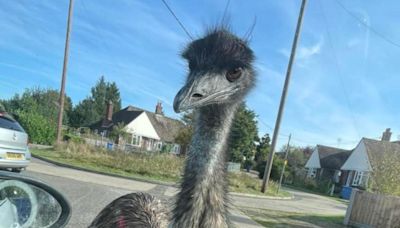 Emu seen walking around town