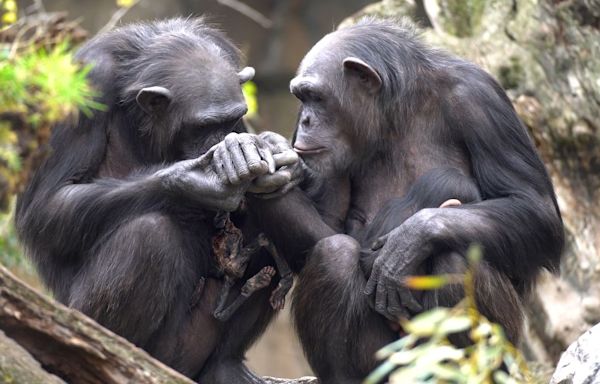 A Mourning Mother Chimp Carries Her Dead Baby For 3 Months At Zoo