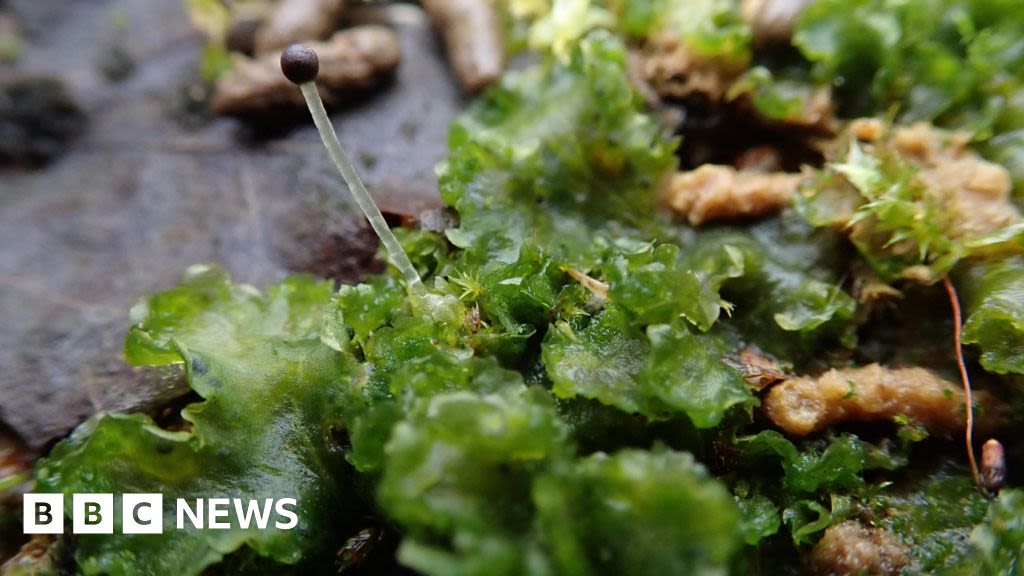 Rare plant found in working Bedfordshire quarry nature reserve