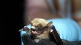 Bat captured in Benton County house tests positive for rabies. 1st in WA this year