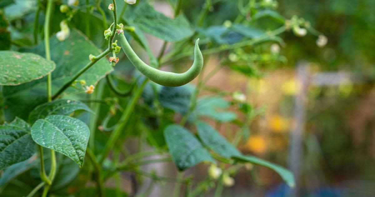 Master Gardener: How to grow beans in your home garden all season long