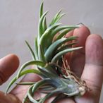 綠房子空氣鳳梨 Tillandsia neglecta Red Giant