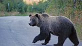 Report: Female grizzly bears could be in Bitterroot Ecosystem in four years
