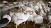 Another million hens destroyed as bird flu hits second Wright County egg facility