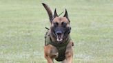 Pawsitive: WCSO looks for support in bringing national K9 trials to Wichita Falls