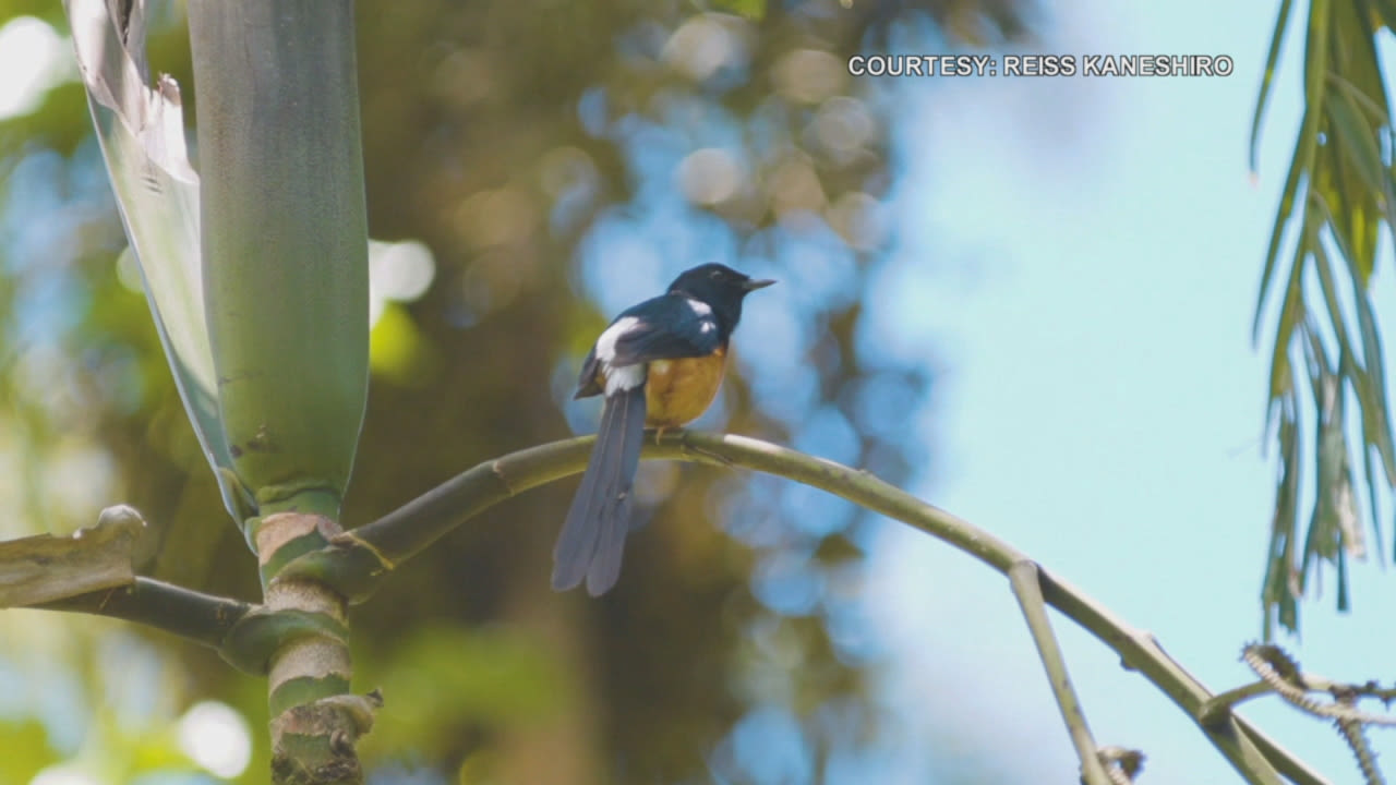 Birds of paradise: Experience Hawaiʻi’s avian wonders