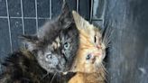 Starving kittens found struggling to survive amid stray cat crisis