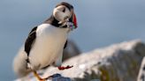 Scientists seeing change in puffins as the tuxedo birds adapt to climate change