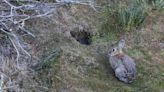 La polémica matanza de conejos silvestres en Chubut y su impacto en la biodiversidad