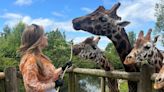 I fed the giraffes at Chester Zoo and made one big mistake