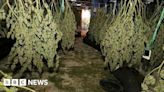 Drugs gang jailed after cannabis raid on Ipswich nightclub