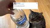 These 20 Funny Pet Tweets Can Easily Turn Your Day Around