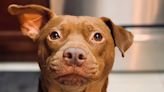 Hermon-based TikTok dog Tatum Talks wins Webby Award