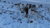 Reindeer eyes change color, putting Rudolph's red nose in the shade – new research podcast