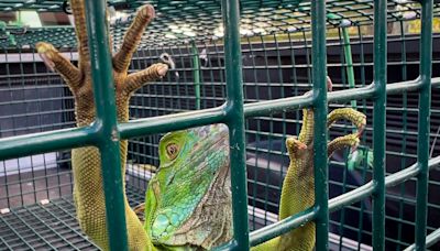 There's an iguana in Jaelan Phillips' toilet. 'You must be evicted, my friend,' said the Dolphin.