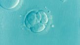 New 3D imaging method offers promise of better IVF outcomes
