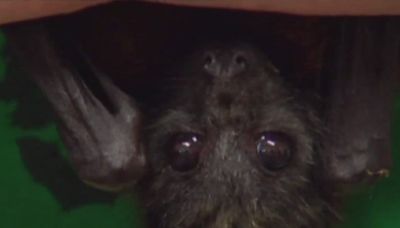 2 rabid bats found in Will, Cook counties, IDPH confirms