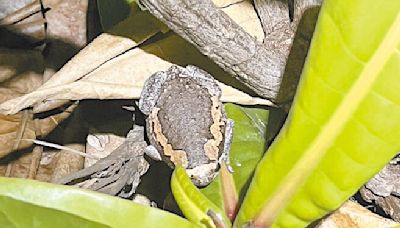 小琉球 亞洲錦蛙入侵 原生蛙類族群減 - 地方新聞