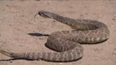 What to do if you see a rattlesnake in San Diego County