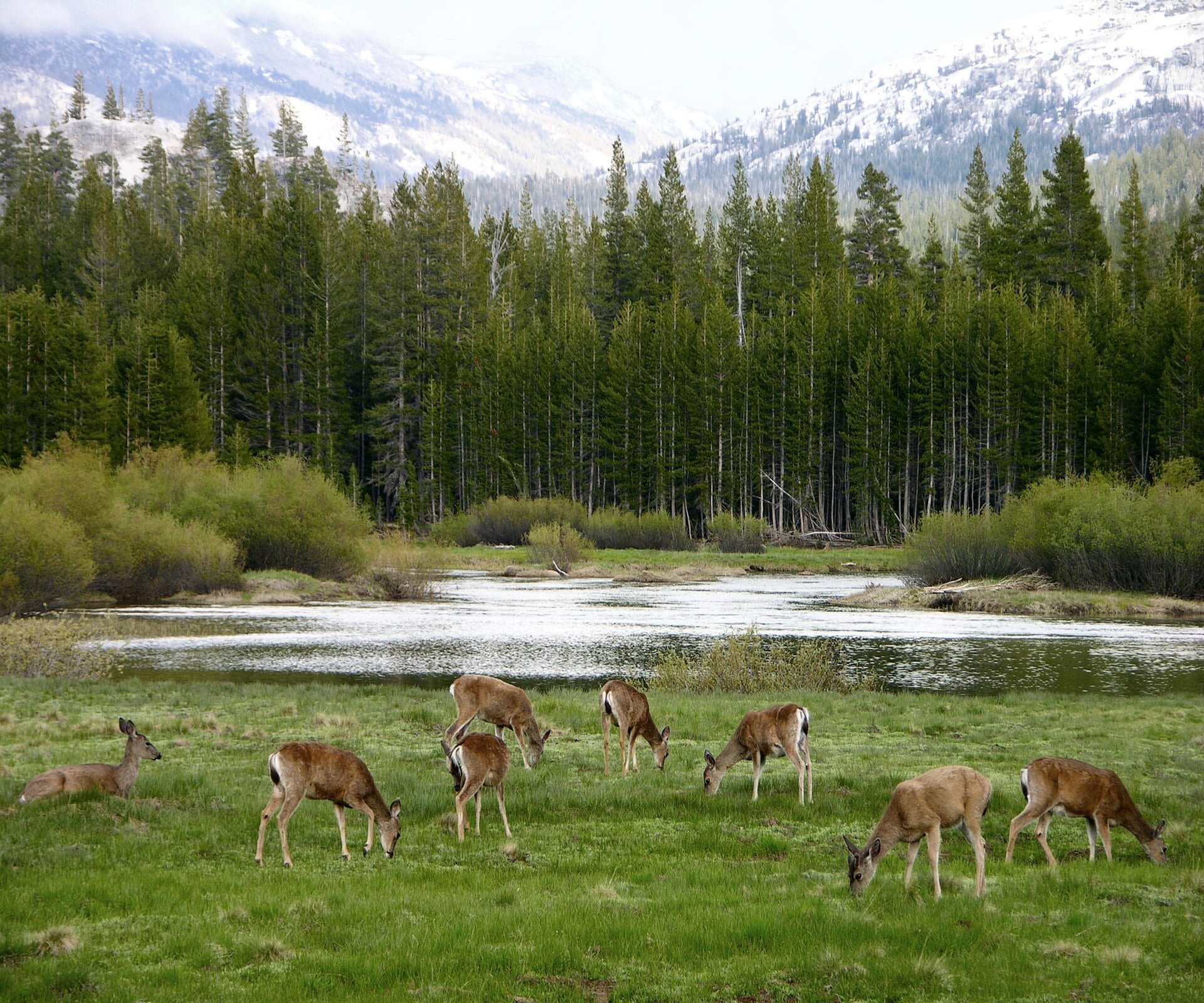 Deadly brain disease found in two California deer