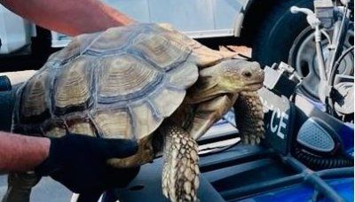 Runaway tortoise's Oregon highway crossing a mystery