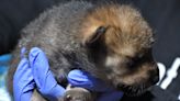 Mexican wolf pups sent to New Mexico to breed, increase genetic diversity