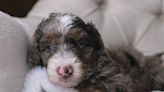 Bernedoodle Puppies: Cute Pictures and Facts