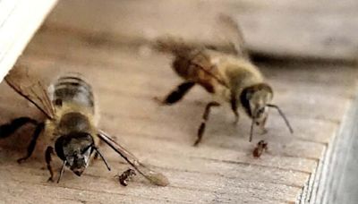 Watch bees defend their nest by slapping ants with their wings