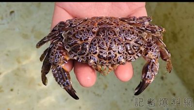 世界最毒2螃蟹現跡澎湖！毒素可讓5百名成年人致死
