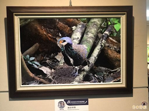 國立台灣圖書館迎110週年館慶 「世界野鳥攝影聯展」暑假登場 - 自由藝文網