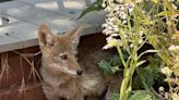 Orphaned coyote pup looking for friends is found sneaking into California dog kennel