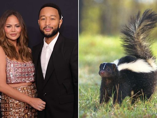 Chrissy Teigen and John Legend Reveal a Skunk Filled Their Home with a ‘Stench’: ‘Oh, It’s Bad!’