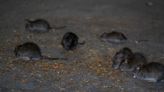 New York City concerned about illness and even death related to rat urine