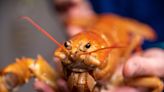 This orange lobster is a "one-in-30 million" find, experts say