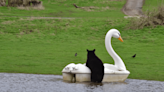 WATCH: Black bears play on swan-shaped pedal boat