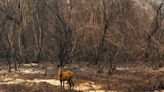 Relatório mostra estratégias dos animais e mudança de comportamento da fauna no maior incêndio no Pantanal em 2020