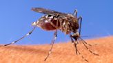 Mosquito spraying planned in Iberia Parish this week